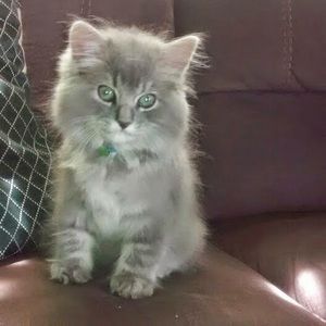 Meet your Posher, Glory i